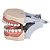 Manequim Odontológico 32 Dentes Marfim 3000 - MOM - Imagem 4