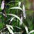 Poaceae sp. ‘Purple Bamboo’ - Imagem 1