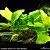 Anubias barteri var. nana 'Golden' - Imagem 1