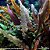Cryptocoryne Undulata - Imagem 1