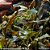 Cryptocoryne wendtii 'Mi Oya' - Imagem 1