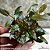 Cryptocoryne wendtii ‘Indonesia’ - Imagem 1