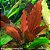 Echinodorus Indian red - Imagem 1