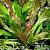 Echinodorus Python - Imagem 1