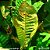 Microsorum red tip - Imagem 1