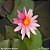Nymphaea Bicolor - Imagem 1