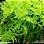 Musgo Nambei Moss - Imagem 1