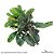 Bucephalandra Wavy Leaf - Imagem 1