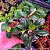 Bucephalandra deep blue - Imagem 1