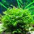 Fissidens nobilis - Imagem 1
