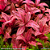 Alternanthera rosanervig mini - Imagem 1