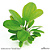 Echinodorus "Small Bear" - Imagem 1