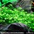 Hemianthus micranthemoides - Imagem 1