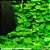Hydrocotyle sibthorpioides (maritima) - Imagem 1