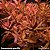 Ammannia gracilis - Imagem 1