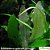 Echinodorus gabrielli tricolor - Imagem 1
