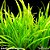 Echinodorus latifolius - Imagem 1