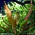 Echinodorus Rose - Imagem 1