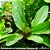 Echinodorus schlueteri 'Leopard' - Imagem 1