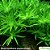 Heteranthera zosterifolia - Imagem 1