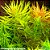 Limnophila aromatica - Imagem 1