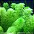Limnophila sessiliflora 'Pinheirinho' - Imagem 1
