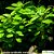 Lobelia cardinalis variegata - Imagem 1