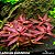 Ludwigia glandulosa - Imagem 1