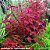 Ludwigia sp mini super red - Imagem 1