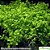 Micranthemum umbrosum - Imagem 1