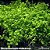 Micranthemum umbrosum - Imagem 1