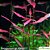 Polygonum sp Pink - Imagem 1