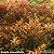 Rotala rotundifolia - Imagem 1