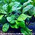 Anubia barteri var. coffeefolia - Imagem 1