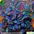 Bucephalandra brownie blue - Imagem 1