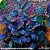 Bucephalandra brownie blue - Imagem 4