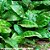 Cryptocoryne pontederifolia - Imagem 1