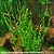 Helanthium bolivianum 'vesuvius' - Imagem 1