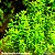Oldenlandia salzmannii - Imagem 1