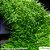 Utricularia graminifolia - Imagem 1