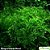 Taiwan Moss (Taxiphyllum alternans) - Imagem 1