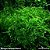 Taiwan Moss (Taxiphyllum alternans) - Imagem 1