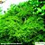 Christmas Moss (Vesicularia montagnei) - Imagem 1