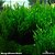 Flame Moss (Taxiplyllum sp.) - Imagem 1