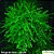 Java Moss (Taxiphyllum barbieri) - Imagem 1