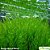 Erect Moss (Vesicularia reticulata) - Imagem 1