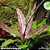 Echinodorus oriental - Imagem 1