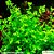 Lindernia rotundifolia - Imagem 1