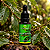 Extrato/Tintura de João Brandinho (Ottonia corcovadensis) 30ml - Imagem 2