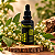 Extrato/Tintura Mãe de Assa-peixe (Vernonia polyanthes) 50ml - Imagem 2